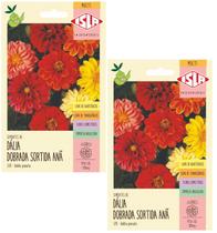 2X Sementes Dália Dobrada Sortida Anã ISLA 2X Sementes Dália Dobrada Sortida Anã ISLA