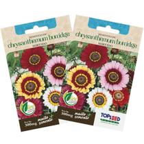2X Sementes de Chrysanthemum Burridge (Sortidas) TOPSEED