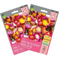 2X Sementes de Helichrysum Sempre-Viva (Sortida) Super ISLA