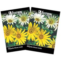 2X Sementes de Margarida Africana Sortida FELTRIN 2X Sementes de Margarida Africana Sortida FELTRIN