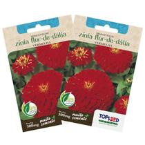 2X Sementes de Zinia Flor Dahlia Vermelha TOPSEED