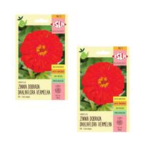 2X Sementes Zinnia Dahliaflora Vermelha Gigante ISLA