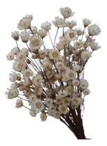 2X Sempre Viva 500 Florzinha Branca Decoração Garrafinha Mes 2X Sempre Viva 500 Florzinha Branca Decoração Garrafinha Mes