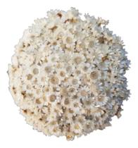 2X Sempre Viva Desidratada 1000 Flores Branca Decoração Buqu