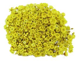 2X Sempre Viva Florzinha Amarelo I Flores Desidratadas