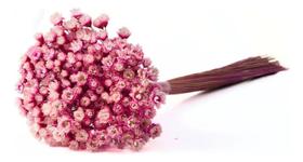 2X Sempre Viva Florzinha Cor De Rosa I Flores Desidratadas