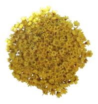 2X Sempre Vivas Flores 500Un. Amarelo Decoração Festa Vaso M