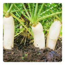 3.450 Sementes de Rabano Nabo Minowase Japones - 50g