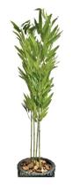 3 Bambuzinho Bambu Artificial 1,05 Haste Planta Decoração