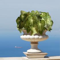 3 Buquês de Singônio Artificial (30cm) Ideal para Composição de Arranjos, Vasos e Centro de Mesas - DE0725 3 Buquês de Singônio Artificial (30cm) Ideal para Composição de Arranjos, Vasos e Centro de Mesas - DE0725