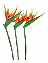 3 Flores Artificial Ave Do Paraíso Strelitzia Estrelicia