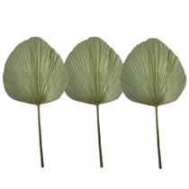 3 Folhas Latania Leque Natural Desidratada Redonda Grande 1M 3 Folhas Latania Leque Natural Desidratada Redonda Grande 1M