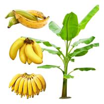 3 Muda De Banana Nanica Terra Maçã Clonadas Envio Imediato Pronta entrega