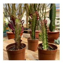 3 Muda Suculentas Cacto Euphorbia Trigona 12 A 17cm Plantada