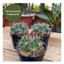 3 Mudas Coroa De Frade Pt 06 Top Para Colecionadores Lindas