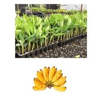 3 Mudas De Banana Maçã - Melhoradas Geneticamente - DECORA GARDEN