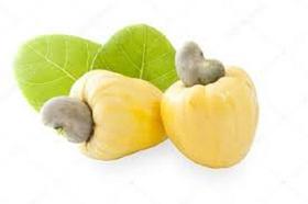 3 Mudas De Cajú Anão Amarelo Precoce - Produz Em Até 6 Meses 3 Mudas De Cajú Anão Amarelo Precoce - Produz Em Até 6 Meses