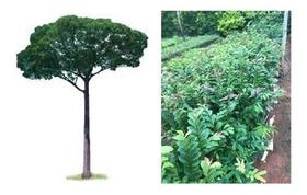 3 Mudas De Jequitibá - Rosa Espécie Exuberante - Mudas Herculandia