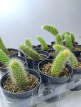 3 Mudas De Rabo De Macaco Hildewintera Para Colecionadores 3 Mudas De Rabo De Macaco Hildewintera Para Colecionadores