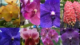 3 Orquideas Vanda Muda Jovem Sortidas - doce l@r