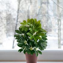 3 Plantas Artificiais Premium com Folhas de Toque Macio e Visual Natural para Ambientes - DE1123