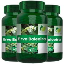 3 Potes Erva Baleeira Kit 360 Cáps - Fonte Verde 3 Potes Erva Baleeira Kit 360 Cáps - Fonte Verde