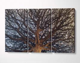 3 Quadros em Tecido Canvas Árvore Coroa de Pinheiro Céu 3 Quadros em Tecido Canvas Árvore Coroa de Pinheiro Céu