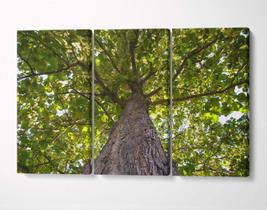 3 Quadros em Tecido Canvas Floresta Grande Árvore Verde Tree 3 Quadros em Tecido Canvas Floresta Grande Árvore Verde Tree