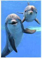 3 Quebra-Cabeça Cognitivo Reabilitação Idosos Golfinho 40 pc 3 Quebra-Cabeça Cognitivo Reabilitação Idosos Golfinho 40 pc