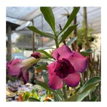 3 Rosas Do Deserto Enxertadas Cores Exóticas Variadas Lindas - Ta na Mão