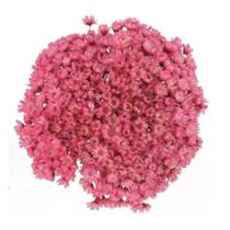 3 Sempre Vivas Rosa, Branca e Pink I Flores Desidratadas