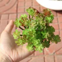 3 suculentas delicadas silicones 13cm planta artificial bonsai decoração enfeites não acompanha vaso - DE8863VD