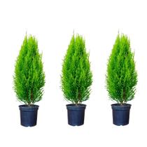 3 Tuia strickta limão / Pinheiro de natal - Green house