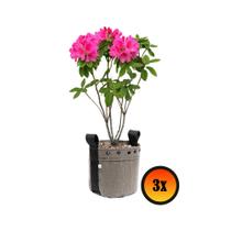 3 Vasos De Suculentas Plantas 3 Litros de Tela Cultivo