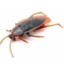 30 Baratas Falsa De Mentira Susto Brincadeira Inseto 5cm 30 Baratas Falsa De Mentira Susto Brincadeira Inseto 5cm