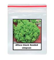 30 Sementes De Alface black Seeded simpson
