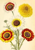 30 Sementes de Chrysanthemum Burridge Sortido