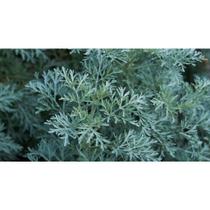 300 Sementes de Absinto/losna