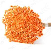 300 Sempre Viva Florzinha I Flores Desidratadas