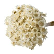 300 Sempre Viva Florzinha Pink I Flores Desidratadas - Branco