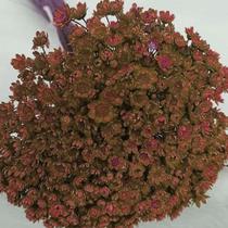 3000 Flores Sempre Vivas Coloridas MARROM 3000 Flores Sempre Vivas Coloridas MARROM