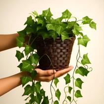 3X Arranjo Artificial Folhagem Pendente Permanente + Vaso 3X Arranjo Artificial Folhagem Pendente Permanente + Vaso