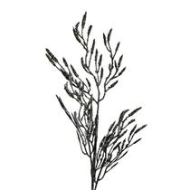 4 Galhos Natalinos verde musco com brilho 60cm 4 Galhos Natalinos verde musco com brilho 60cm