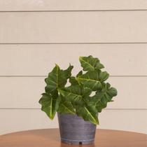 4 Hastes Decorativa Caladium Artificial Verde Para Ambientes