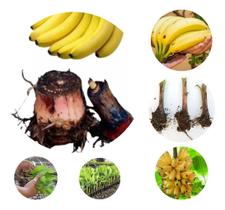 4 Mudas Rizomas Banana Caturra Pintadinha Doce Produz Muito Envio Imediato Pronta entrega