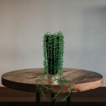 4 Pendente de Senécio Planta Artificial em Silicone com Folhagem Verde Pronta para Uso - DE0321
