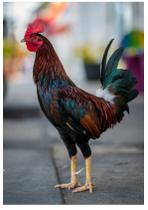 4 Quebra-Cabeça Cognitivo Reabilitação Idosos Fazenda 24 pc