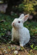 4 Quebra-Cabeças Coelhos Diversão Inclusiva E Inteligente 60