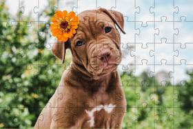 4 Quebra-Cabeças de Cachorros Diversão Inclusiva e Inteligente 60 peças 4 Quebra-Cabeças de Cachorros Diversão Inclusiva e Inteligente 60 peças