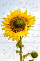 4 Quebra-Cabeças de Flores Coloridas do Mundo de 40 peças